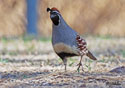 Callipepla gambelii